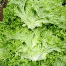 生菜大量上市了不起苔不糊边