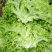 生菜大量上市了不起苔不糊边