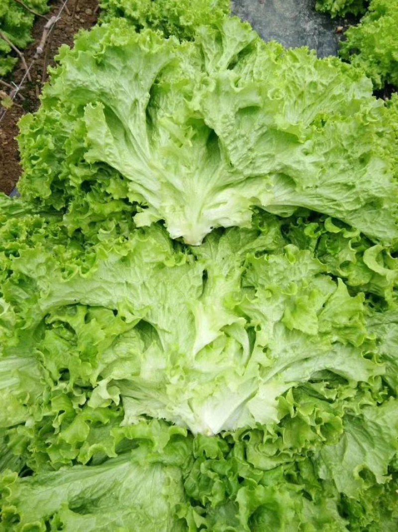 生菜大量上市了不起苔不糊边