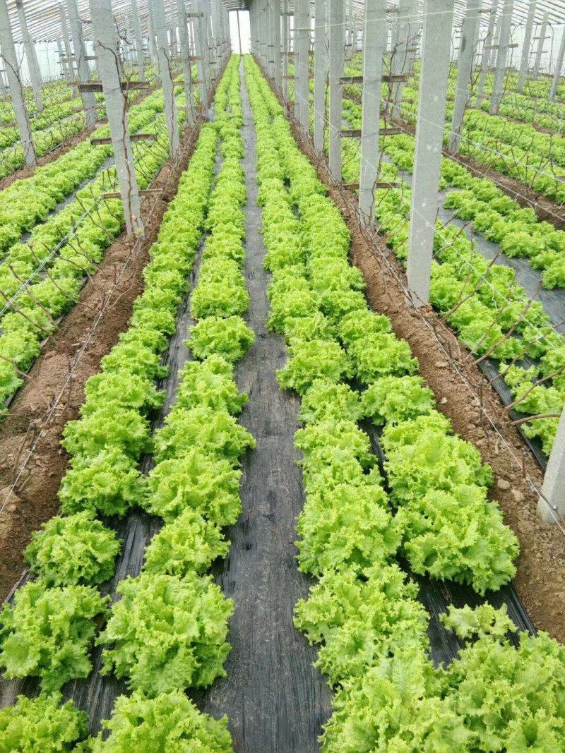 生菜大量上市了不起苔不糊边