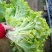 生菜大量上市了不起苔不糊边