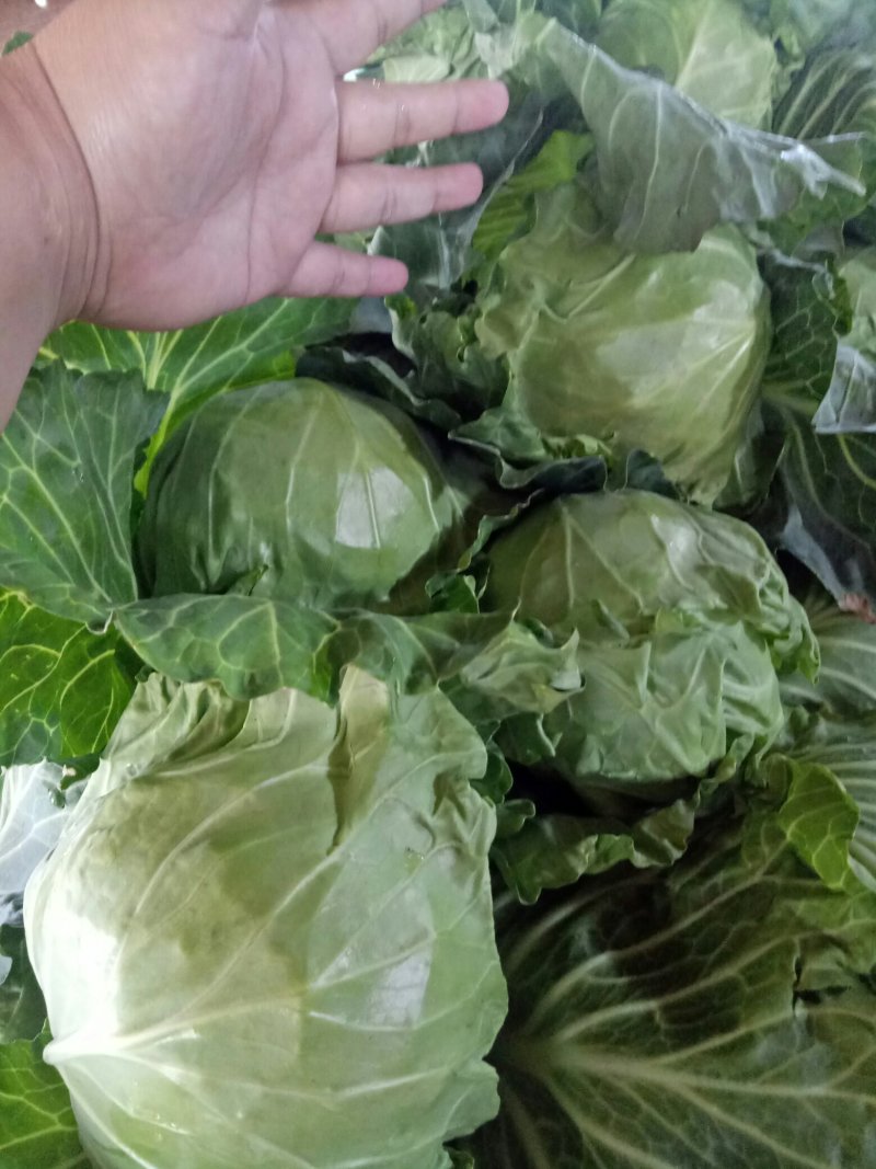 甘蓝，野绿，黄心，脆，甜！欢迎团购！今年卖完