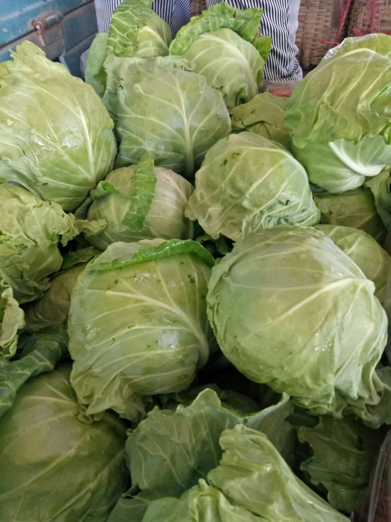 甘蓝，野绿，黄心，脆，甜！欢迎团购！今年卖完
