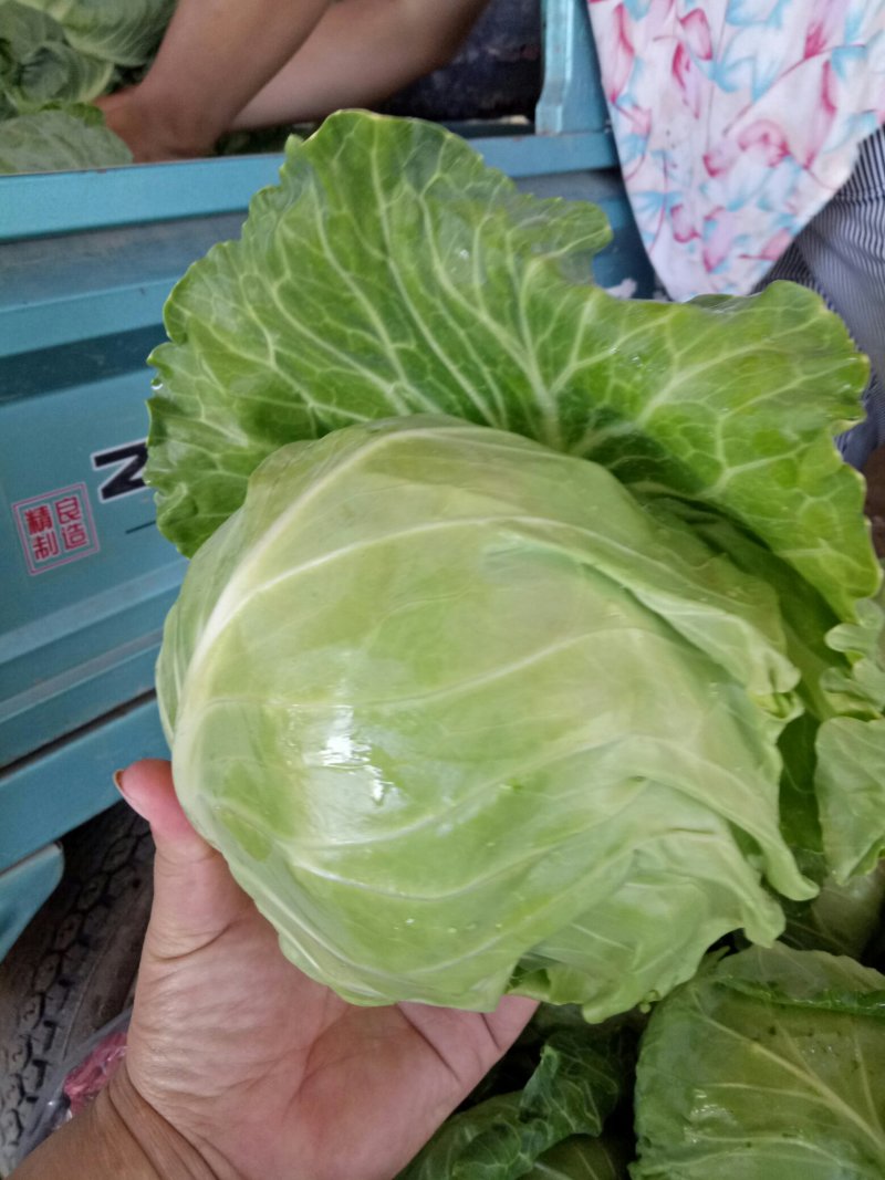 甘蓝，野绿，黄心，脆，甜！欢迎团购！今年卖完