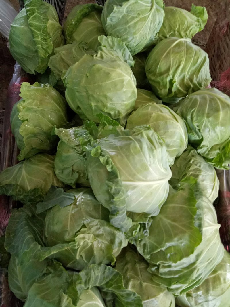 甘蓝，野绿，黄心，脆，甜！欢迎团购！今年卖完