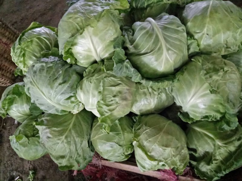 甘蓝，野绿，黄心，脆，甜！欢迎团购！今年卖完