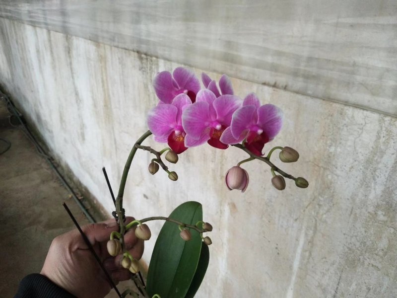 蝴蝶兰，质量杠杠的，品种齐全
