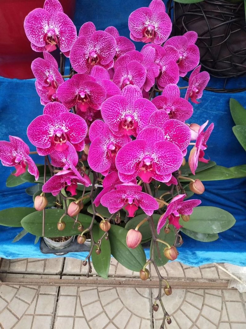 蝴蝶兰，质量杠杠的，品种齐全