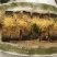 洪湖特产湖之味定制鱼块（风干草鱼块）为供应商定制加工