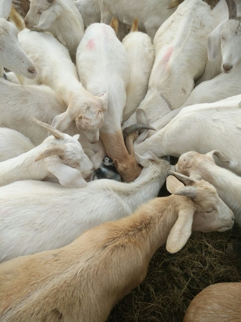 本地杂交山羊种羊肉羊带羔羊远处自提