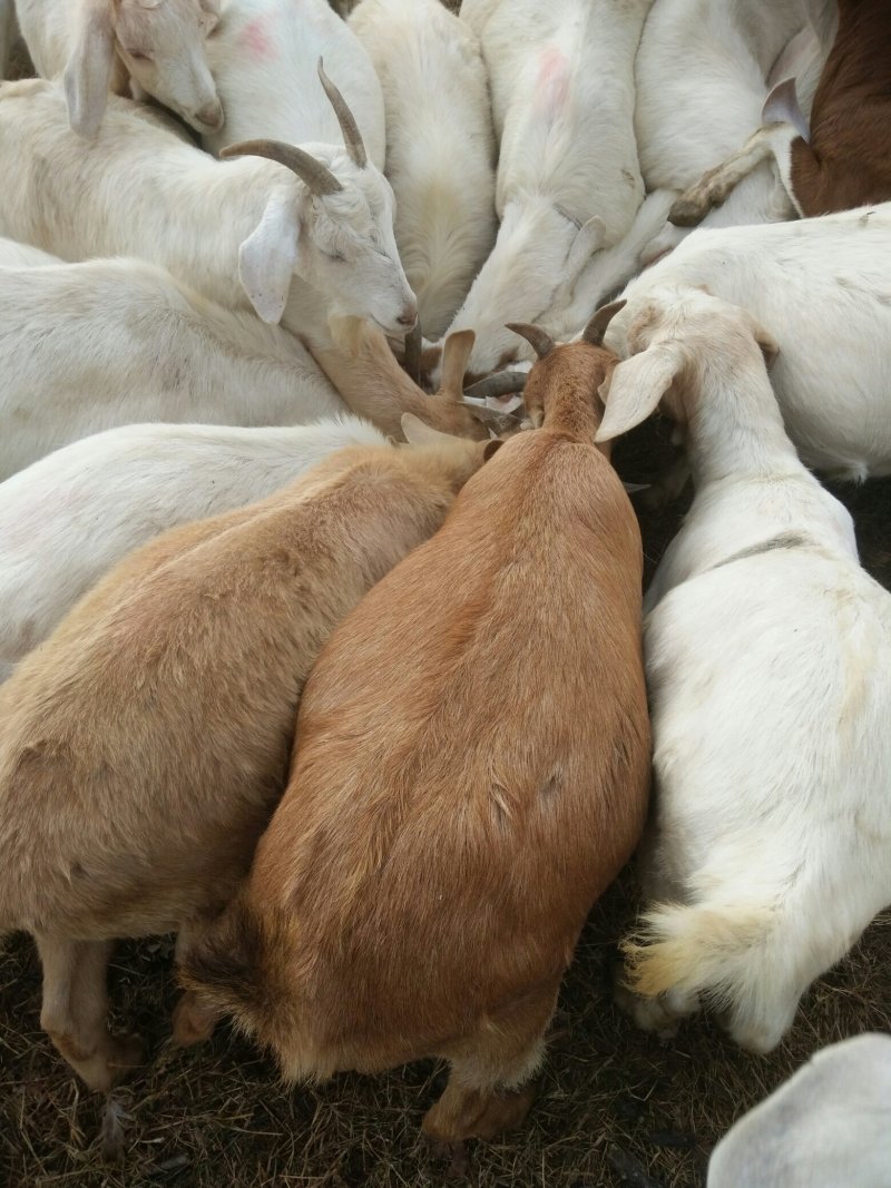 本地杂交山羊种羊肉羊带羔羊远处自提