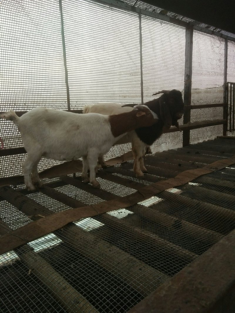 本地杂交山羊种羊肉羊带羔羊远处自提