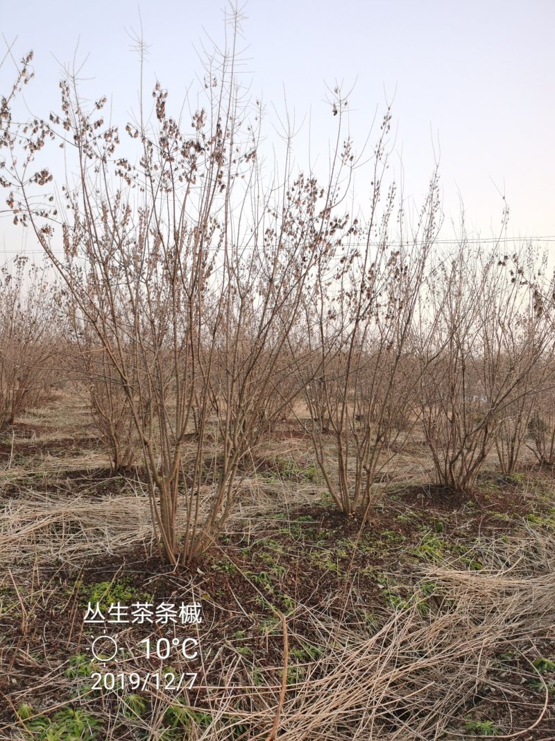 茶条槭丛生茶条槭高度三米冠幅两米以上苗圃大量供应