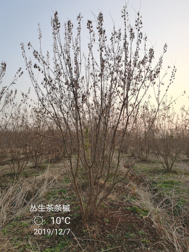 茶条槭丛生茶条槭高度三米冠幅两米以上苗圃大量供应