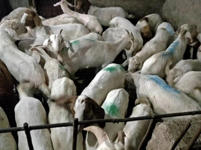 山东羊白条，山羊肉，羊下货批发货源充足质量保证