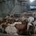 山东羊白条，山羊肉，羊下货批发货源充足质量保证