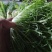 精品苦菊批发苦菊大量上市高端品质货量巨大日供万斤以上
