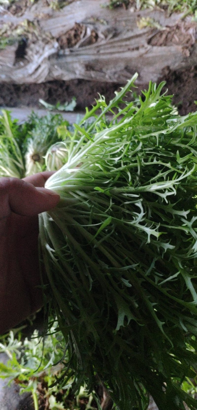 精品苦菊批发苦菊大量上市高端品质货量巨大日供万斤以上