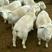 杜泊绵羊，澳洲白绵羊，全国包邮，货到付款