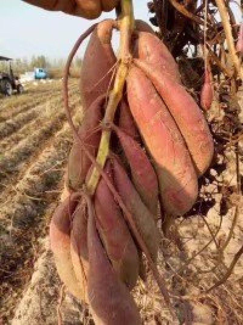 红薯3两以上商品薯种薯商薯十九、西瓜红、玛莎丽