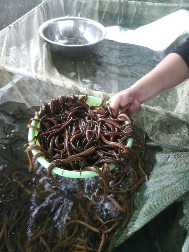 黄鳝苗正大9号人工养殖提供养殖技术可送货上门