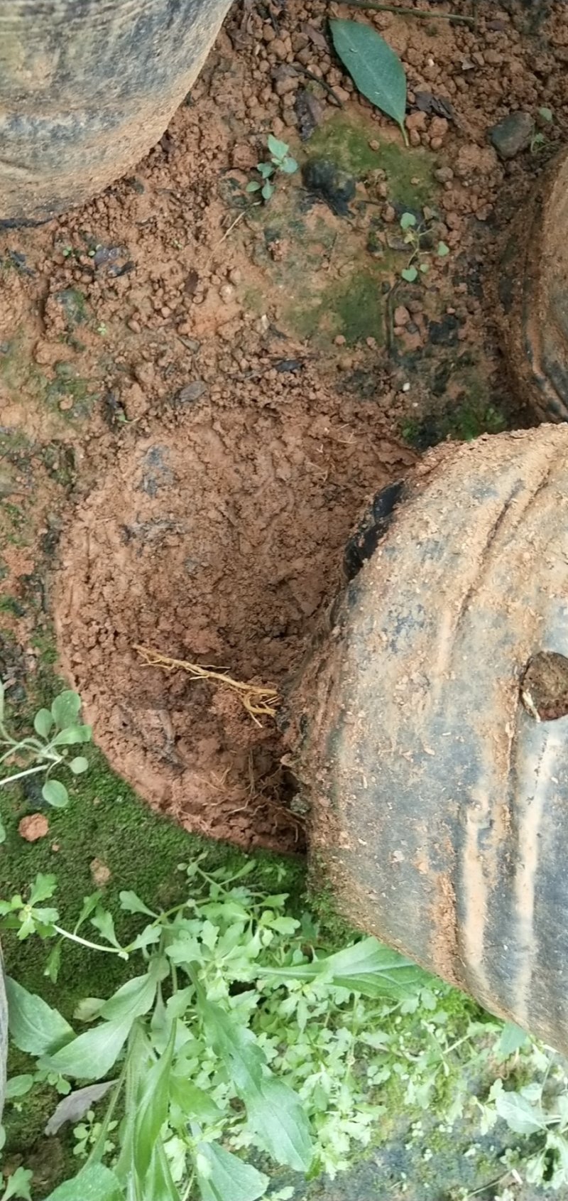 香橙无核沃柑移栽大苗（无核沃柑杯苗）产地直销