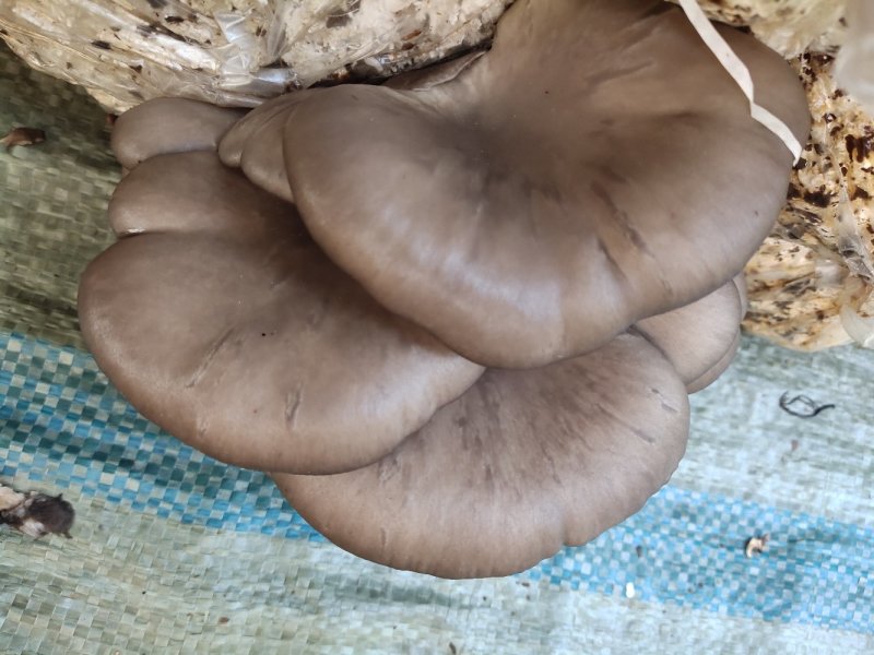 鲜平菇无注水蘑菇产地直销供货稳定可实地考察