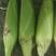 白糯玉米种子糯玉米种子大棒早熟春播高产玉米种子凯糯1号