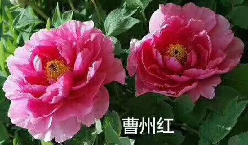 精品菏泽牡丹苗100包邮起批包成活菏泽基地发货