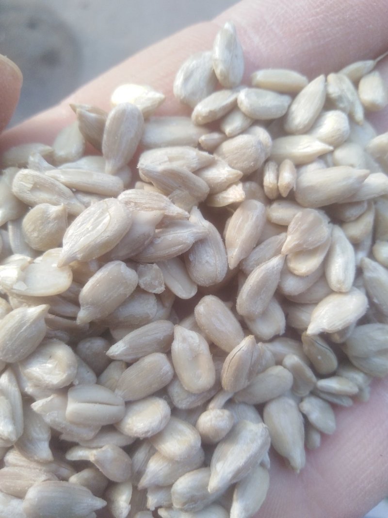 新瓜子仁，葵花仁，油葵花仁，口感好，出油率高，