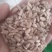 新瓜子仁，葵花仁，油葵花仁，口感好，出油率高，