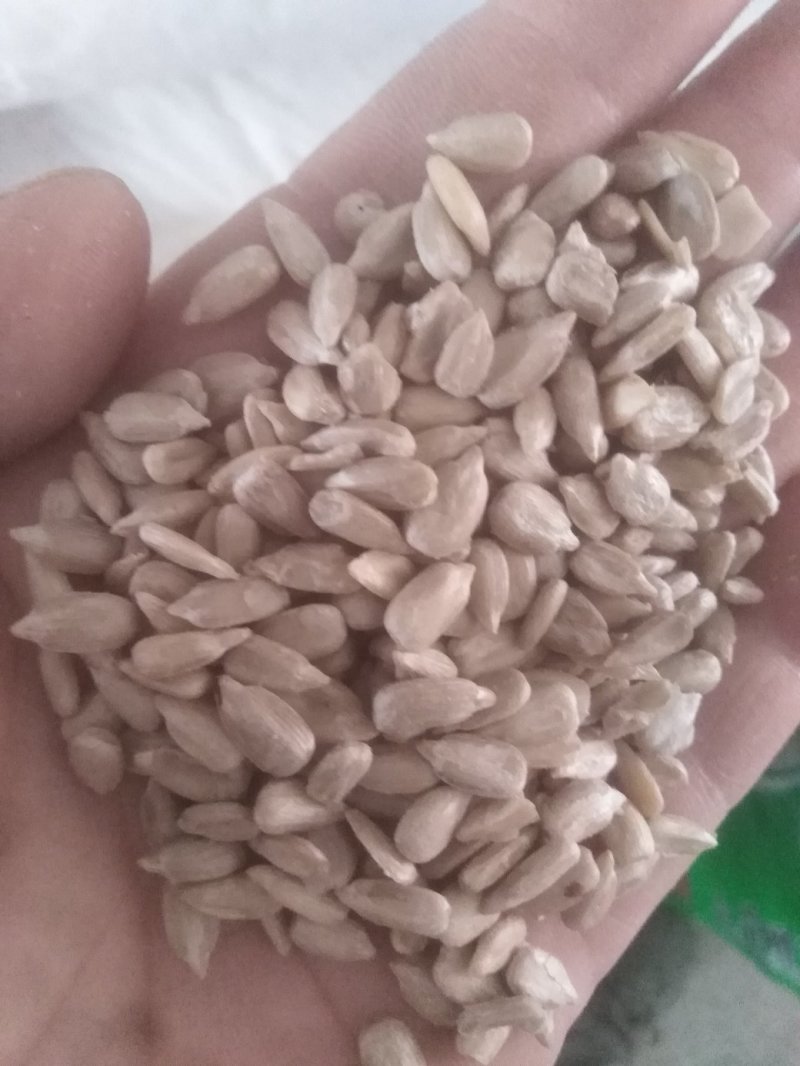 新瓜子仁，葵花仁，油葵花仁，口感好，出油率高，