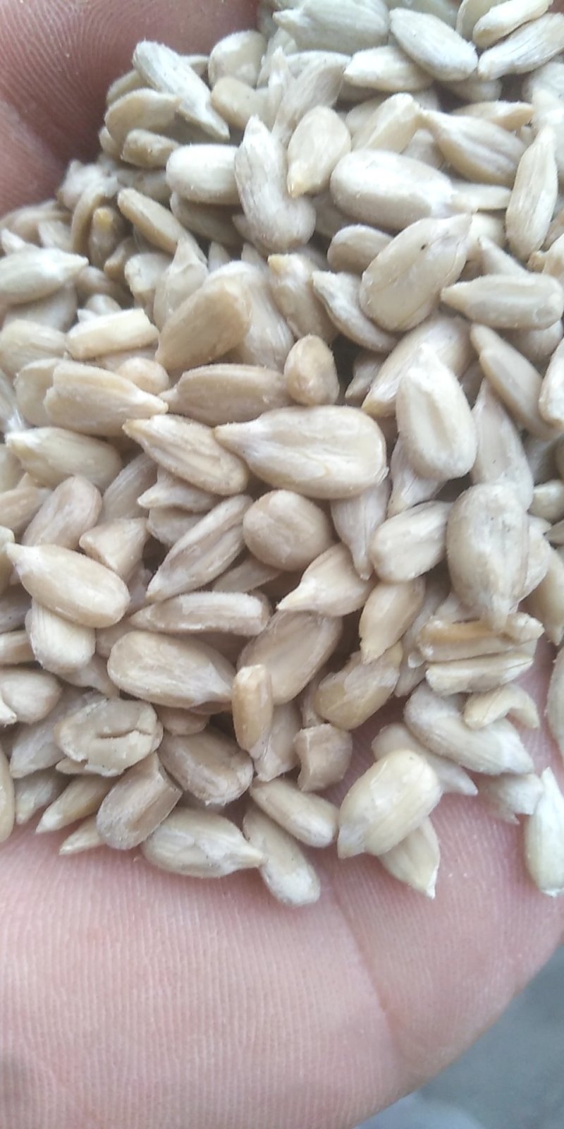 新瓜子仁，葵花仁，油葵花仁，口感好，出油率高，