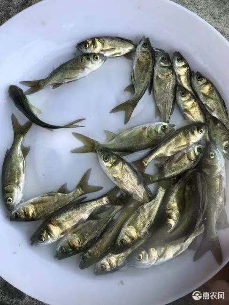 花鲢肉味鲜美售后服务好信誉至上，顾客就是上帝！