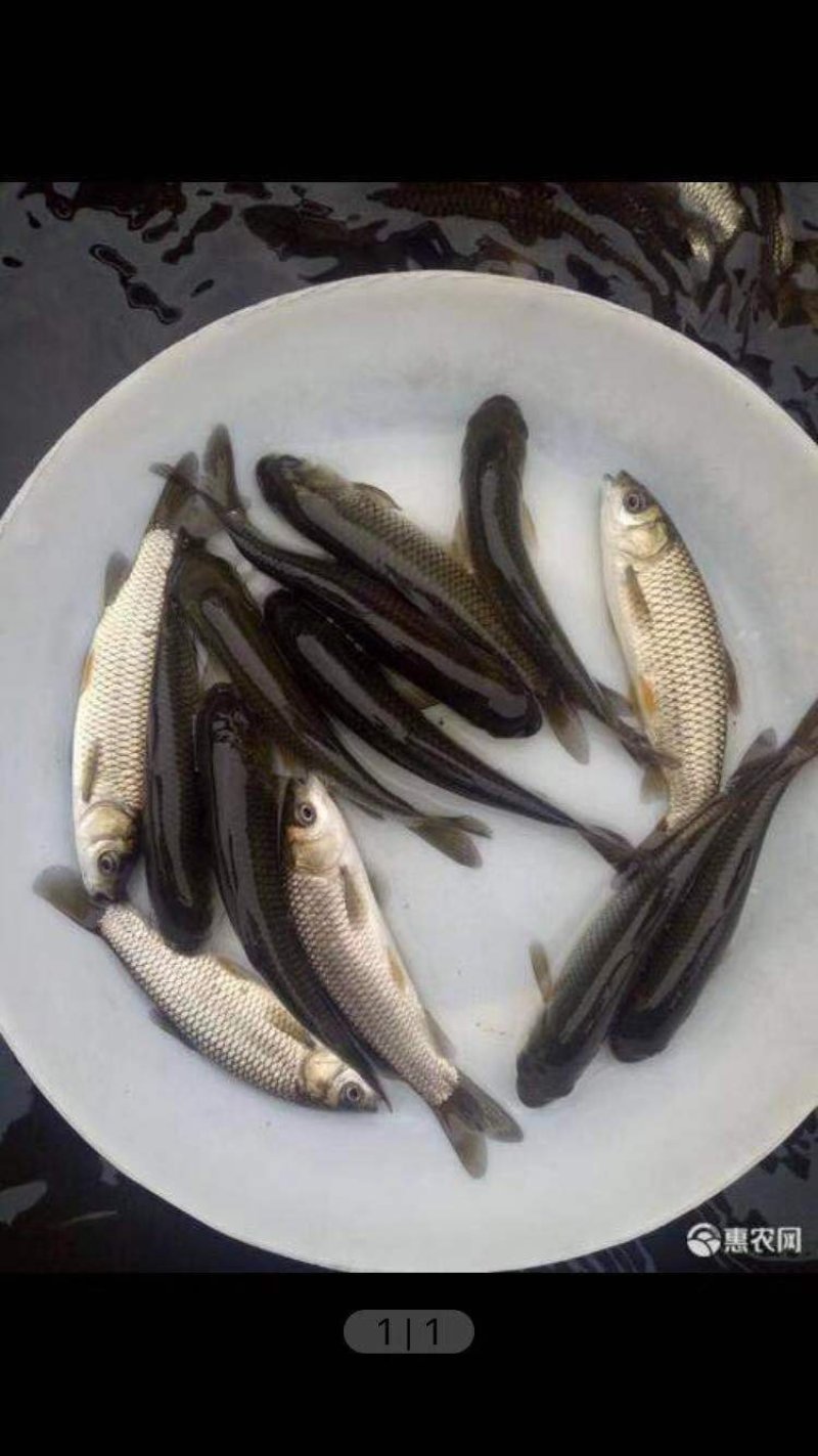 花鲢肉味鲜美售后服务好信誉至上，顾客就是上帝！