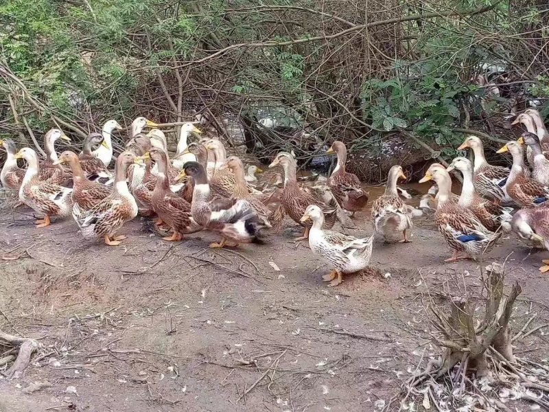 麻鸭苗