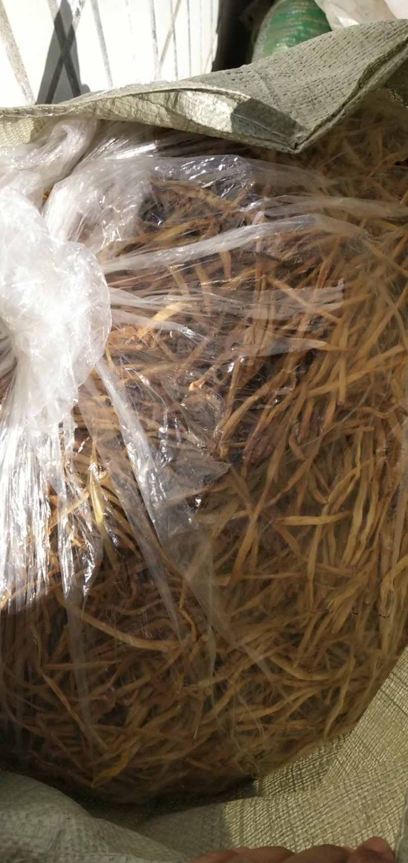 一件代发电商微黄花菜干货金针菜凉拌下饭火锅菜无硫直条庆阳