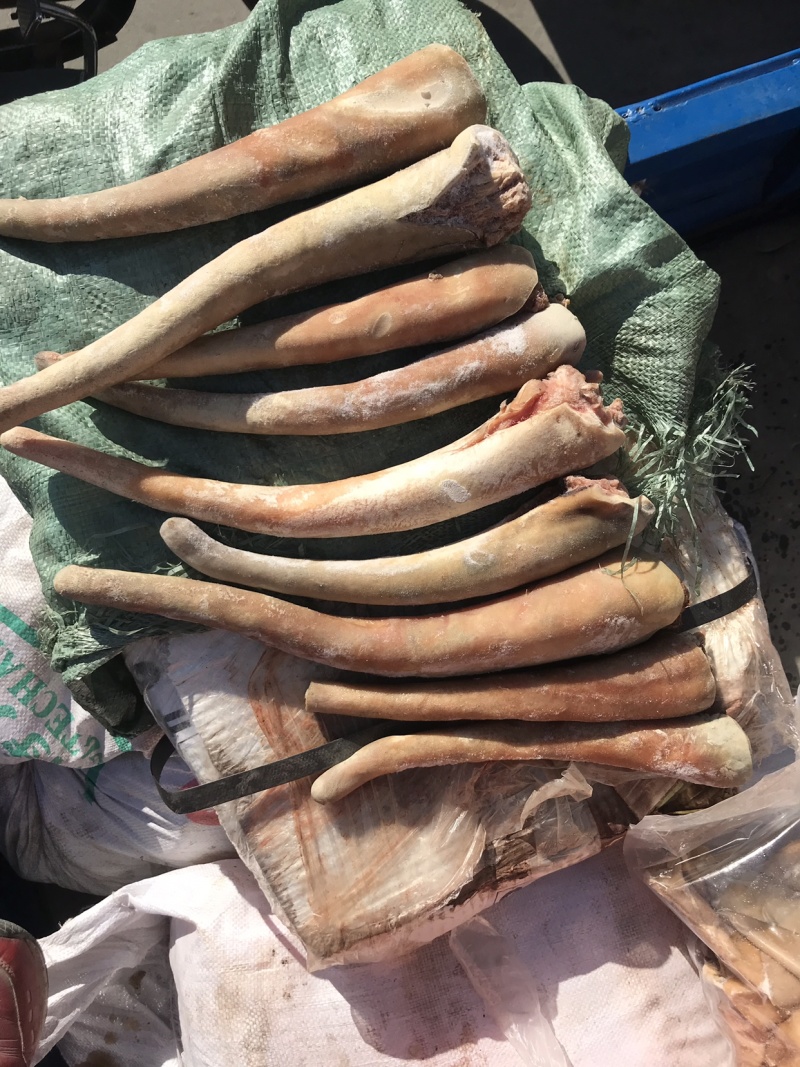 【驴尾巴】新鲜驴尾巴质量好颜色新鲜出肉率高