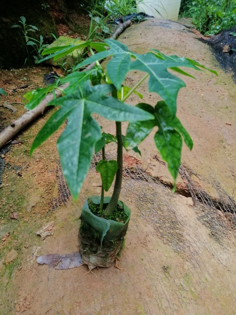 【冲榜特价】正品黄金木瓜水果木瓜大青木瓜苗（带营养杯）