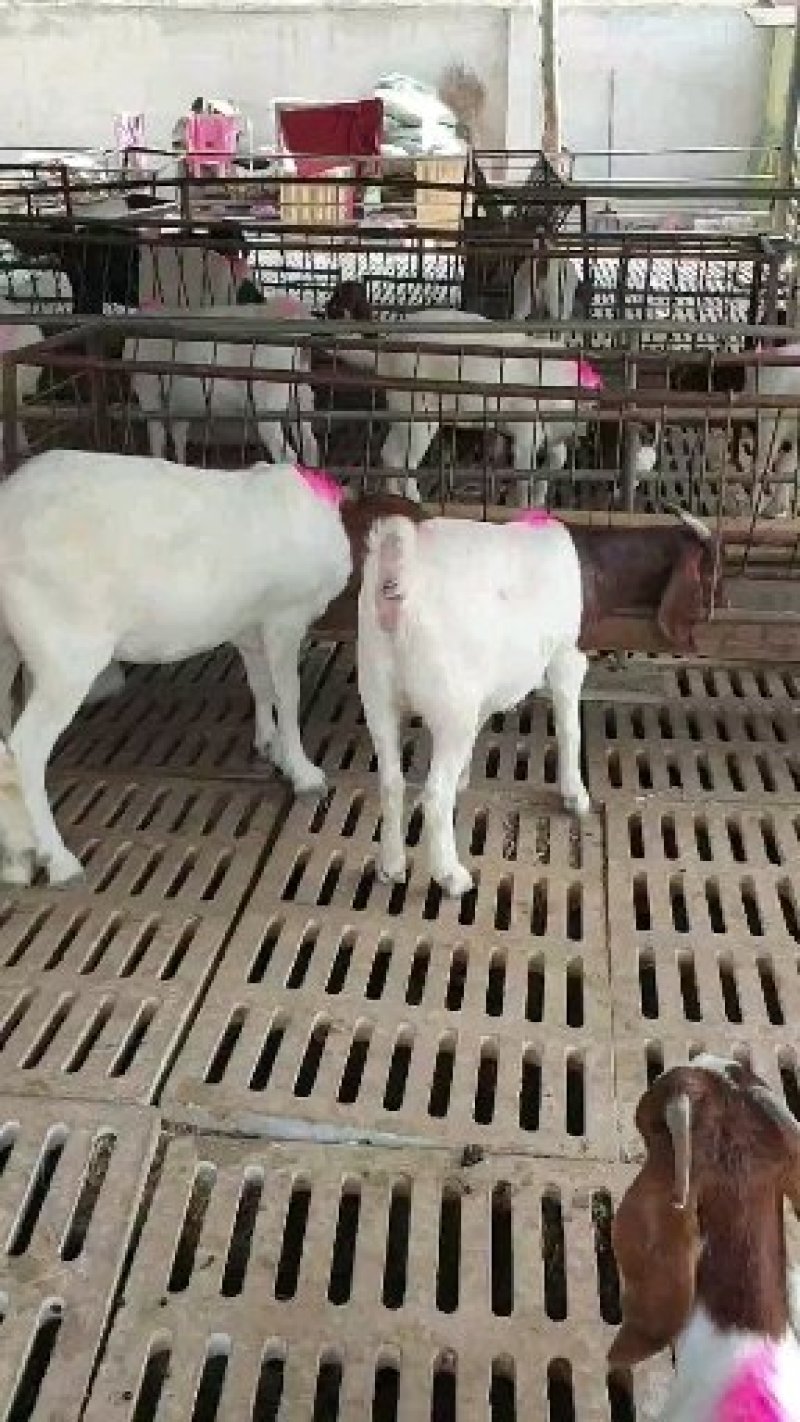 纯种波尔山羊美国白山羊，全国包邮