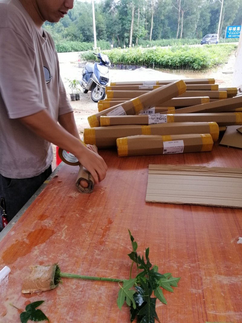 【新品种】木瓜百香果树苗基地直销常年供应