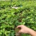 【新品种】木瓜百香果树苗基地直销常年供应