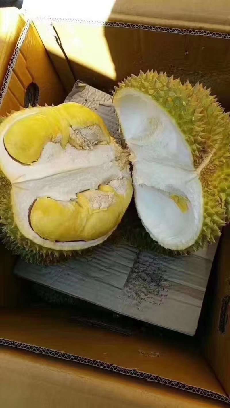 榴莲树苗南北方种植猫山王金枕头嫁接泰国榴莲苗当年结果包邮