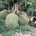 榴莲树苗南北方种植猫山王金枕头嫁接泰国榴莲苗当年结果包邮
