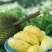 榴莲树苗南北方种植猫山王金枕头嫁接泰国榴莲苗当年结果包邮