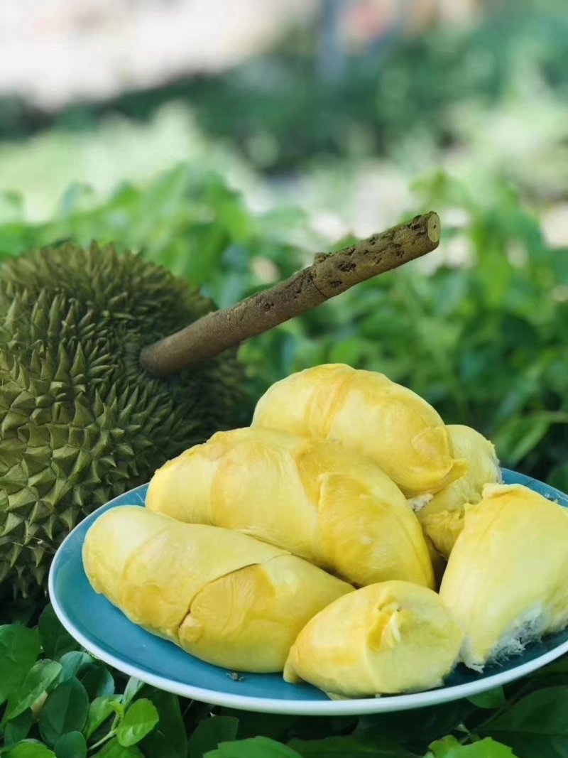 榴莲树苗南北方种植猫山王金枕头嫁接泰国榴莲苗当年结果包邮