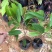 榴莲树苗南北方种植猫山王金枕头嫁接泰国榴莲苗当年结果包邮