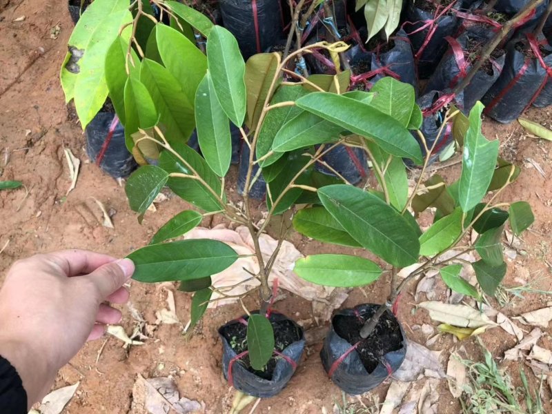 榴莲树苗南北方种植猫山王金枕头嫁接泰国榴莲苗当年结果包邮
