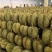 榴莲树苗南北方种植猫山王金枕头嫁接泰国榴莲苗当年结果包邮