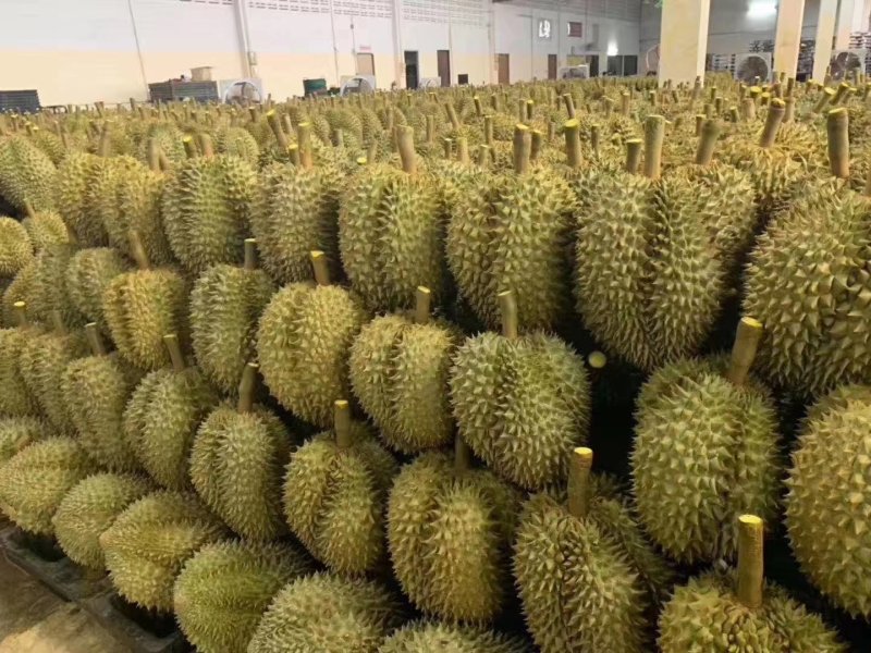 榴莲树苗南北方种植猫山王金枕头嫁接泰国榴莲苗当年结果包邮